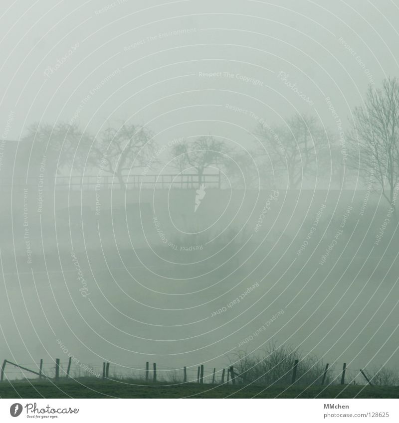 shadowy Fog Tree Bushes Fog bank Dark White Morning fog Vista Dew Hoar frost Cold Gloomy Bad weather Country life Weather Mystic Eifel Meadow Fence Foreground