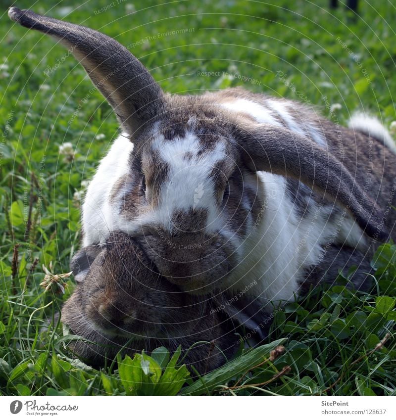 rabbit love Hare & Rabbit & Bunny Grass Offspring Matrimony Lop ears Sweet Cuddly Mammal Love long-eared Easter Bunny