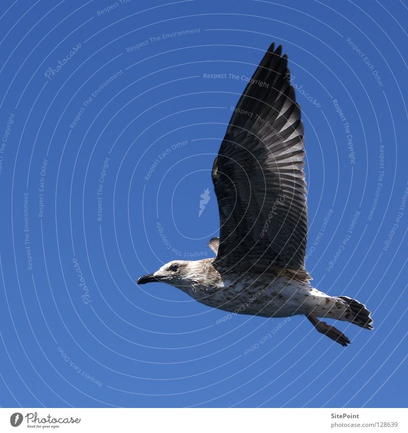 unattached Seagull Bird Vacation & Travel Air Free Flying Blue Sky