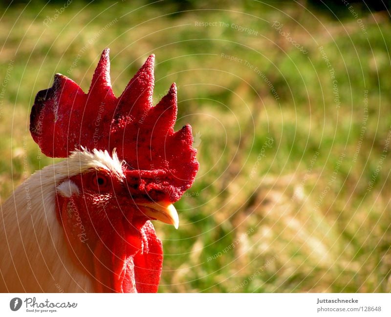 cock-a-doodle-doo Rooster Barn fowl Cockscomb Crow Farm Field Bird Green Red Beak Animal Farm animal Comb Garden Flying Feather cock cock Juttas snail