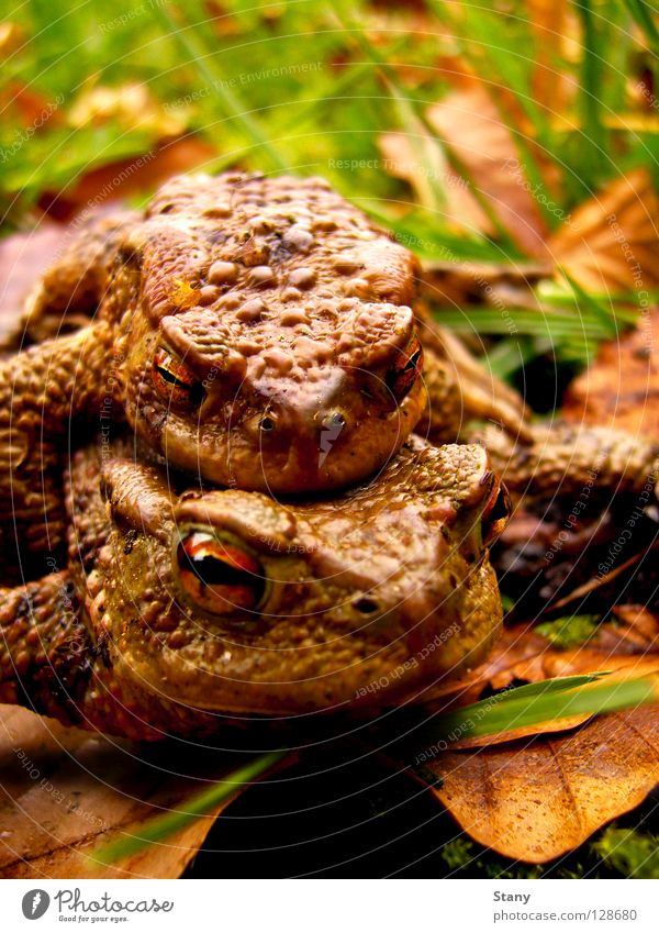 in twos Toad migration Grass Leaf Wet Effort Macro (Extreme close-up) Close-up little man Painted frog pair of toads On the journey Rain Carrying