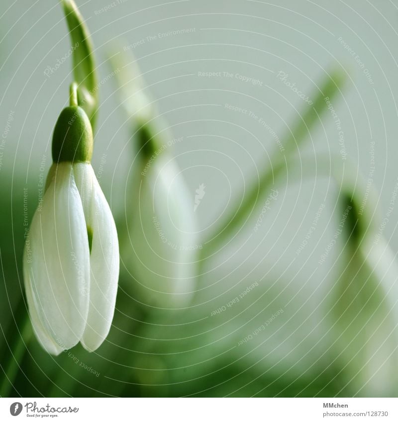 dumb Snowdrop Flower Plant Blossom Calyx Green White Spring Bulb flowers Open Macro (Extreme close-up) Close-up milk flower Pretty February Girl