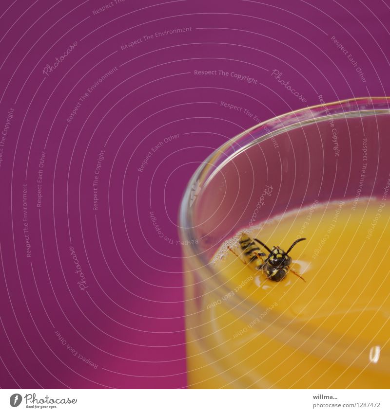 0815 AST | pool position ,-) Wasps Bee Insect Survive Struggle for survival Orange juice Juice Juice glass Beverage Drinking Drown Swimming & Bathing Yellow