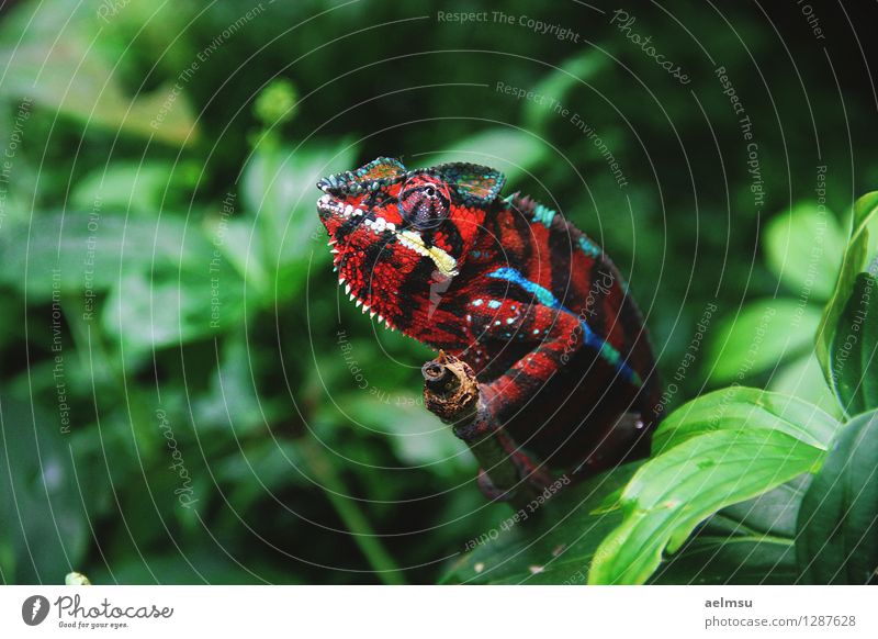 Chameleon Nature Animal Plant Foliage plant Exotic Virgin forest Wild animal Zoo 1 Green Red Colour photo Deserted Day Animal portrait