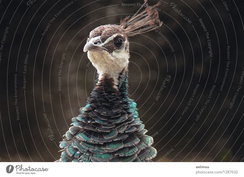 Peafowl 2 Animal Wild animal Animal face Zoo Peacock 1 Brown Turquoise Elegant Colour photo Deserted Day Animal portrait