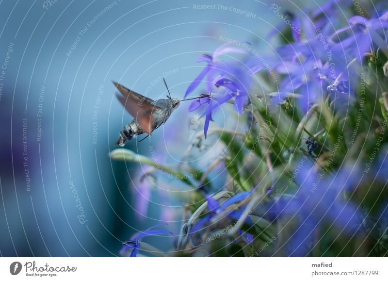 Temporary Hummingbird Flower Blossom Animal Wild animal Butterfly Wing 1 Blossoming Flying To feed Exotic Blue Brown Green Violet Nectar Trunk hover flight