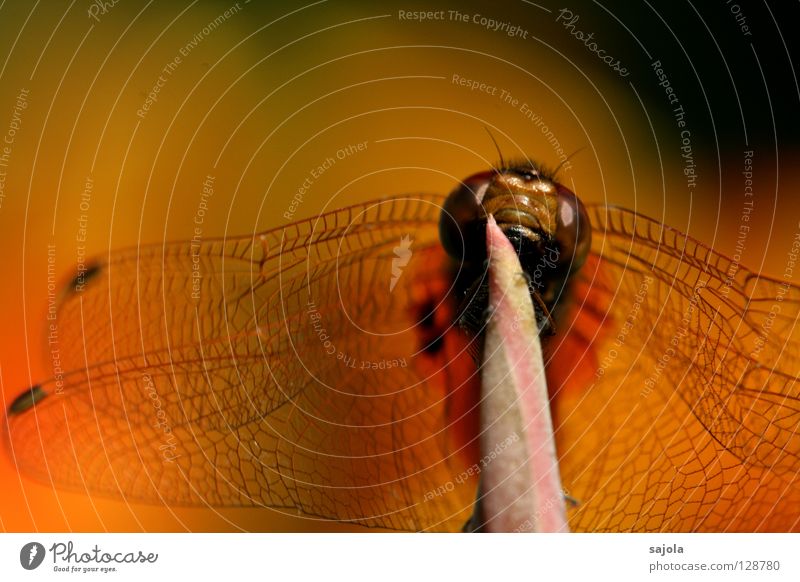 symphony in orange Animal Wild animal Wing Insect Dragonfly 1 To hold on Compound eye Frontal Orange bubble level Head Dragonfly wings Colour photo