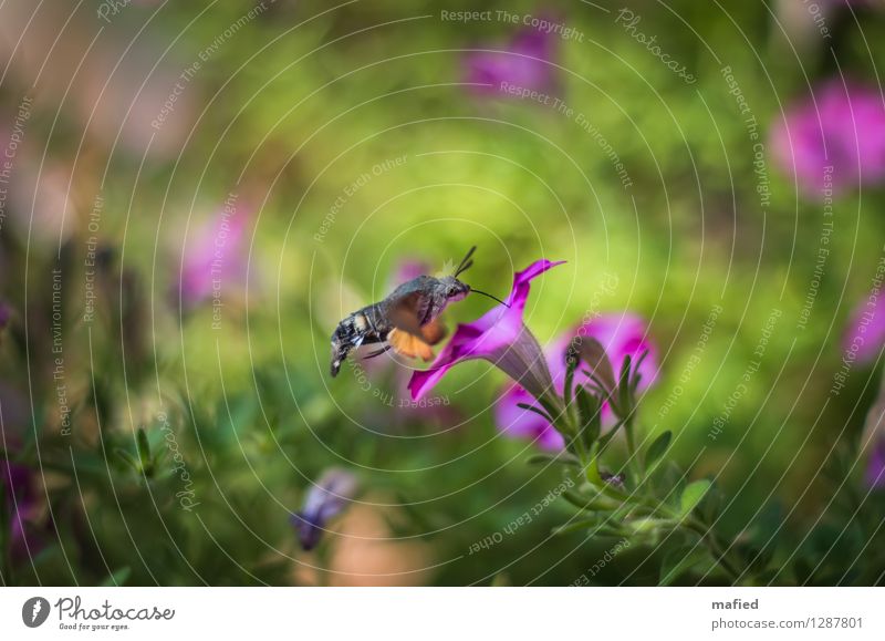 air-to-air refuelling Nature Plant Animal Summer Flower Blossom Garden Butterfly 1 Brown Green Pink Colour photo Exterior shot Deserted Day