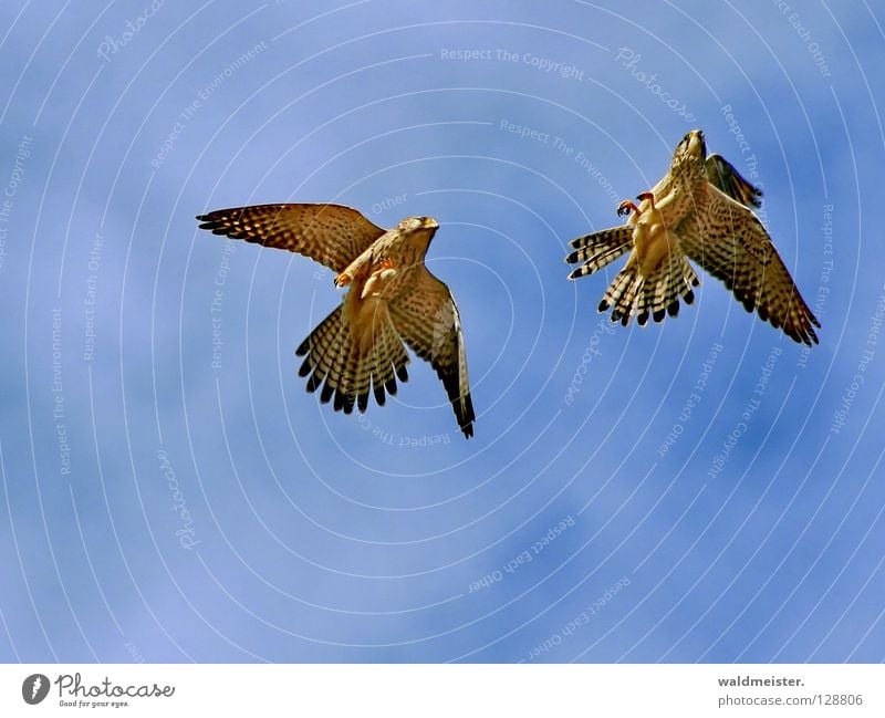 Two falcons two Falcon Kestrel Bird Clouds Together Rutting season Tails Environmental protection Bird of prey Sky aerial combat tail feathers against pigeons