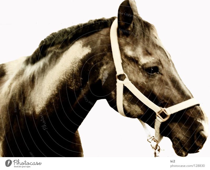 face of heinrich Horse Captured Mammal Earth Sand Isolated Image Freedom Dirty Nature Beautiful Power Looking