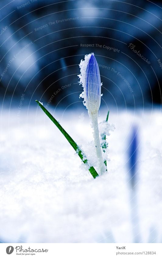 unstoppable Crocus Flower Blossom Growth Sprout Spring Winter White Cold Blossoming Blue Bright Contrast