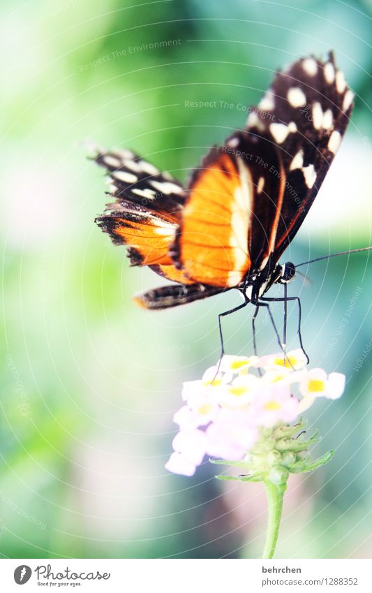 departure Nature Plant Animal Spring Summer Beautiful weather Flower Leaf Blossom Garden Park Meadow Wild animal Butterfly Wing Legs Hind quarters 1 Blossoming