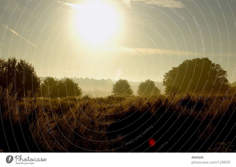 Wahner Heide 5 Sunset Evening Brown Green Hiking Light Fog Autumn Cologne Landscape Sky Earth To go for a walk Nature Vacation & Travel sunrise detlottine