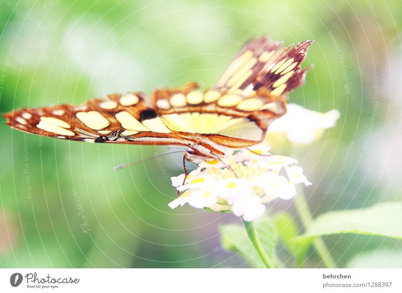 Delicate Nature Plant Animal Spring Summer Flower Leaf Blossom Garden Park Meadow Wild animal Butterfly Wing malachite butterfly 1 Observe Relaxation Flying