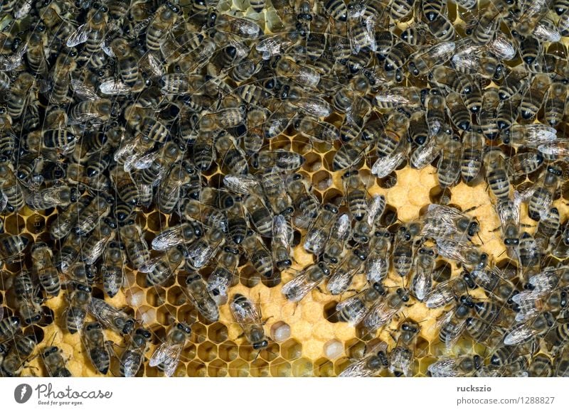 Honey bees, bee; Apis; mellifera Pet Bee Box Work and employment Crawl Beehive Working man honey box Bird's eggs stretchmade maggot roundmade Larva bee larva