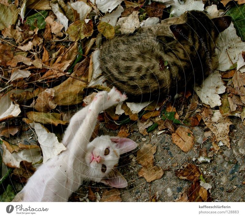 molester Cat Kitten Leaf Animal Annoy Paw Mammal Brash
