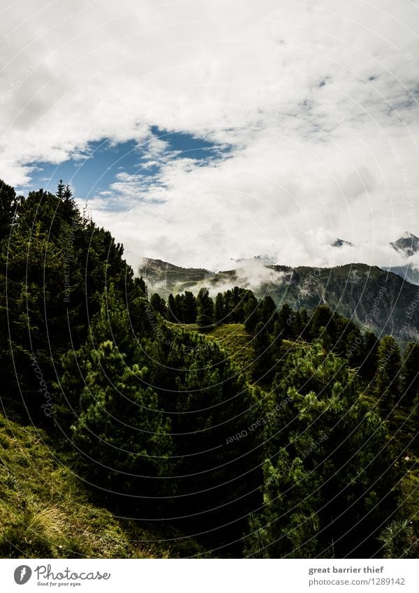 Forest and mountains Environment Nature Landscape Animal Sky Clouds Spring Summer Weather Beautiful weather Plant Tree Meadow Rock Alps Mountain Peak Blue