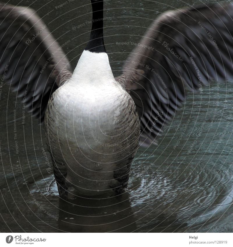 pectoral Goose Wild goose Gray lag goose Bird Migratory bird Animal Disperse Outstretched Large Fuzz Downy feather Roasted goose Lake Pond Body of water Stand