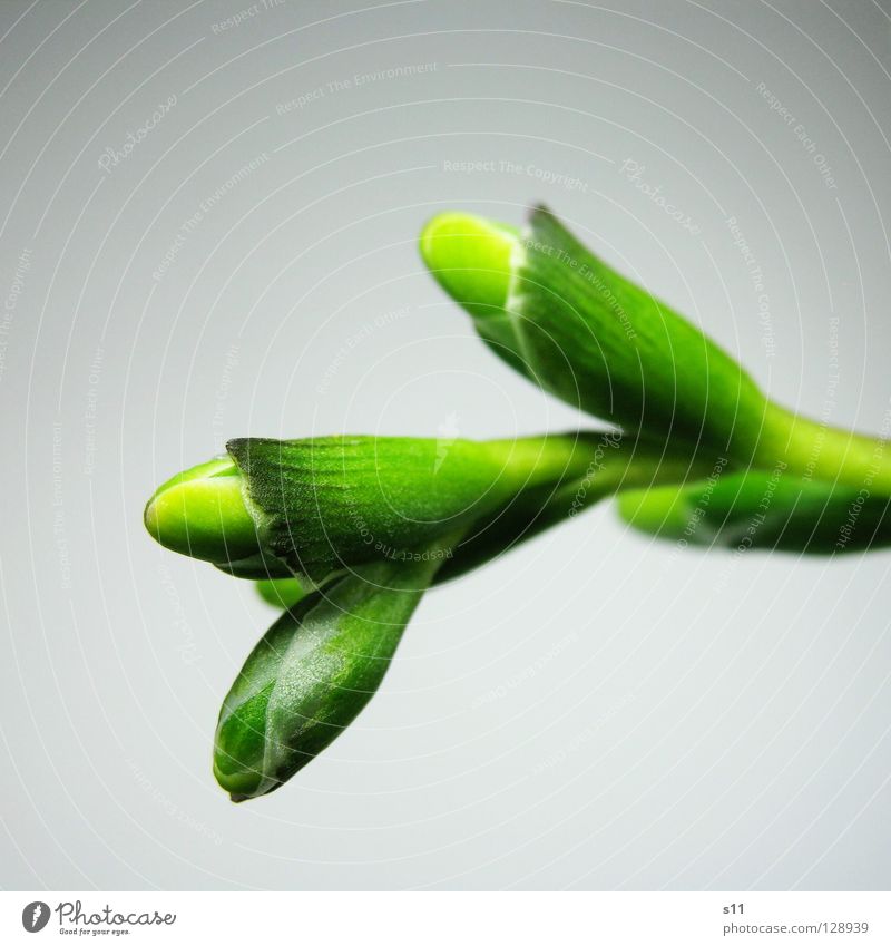 freesia Freesia Flower Blossom Buttons Plant Green Bright green Dark green Stalk Immature Growth Isolated Image Crunchy Flower shop Macro (Extreme close-up)