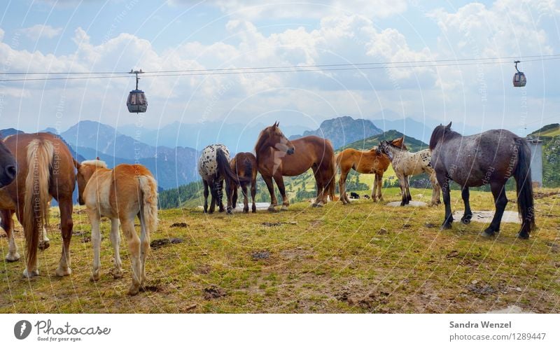 herd of horses Ride Vacation & Travel Summer Summer vacation Mountain Hiking Climbing Mountaineering Nature Landscape Plant Animal Clouds Horizon Sunlight