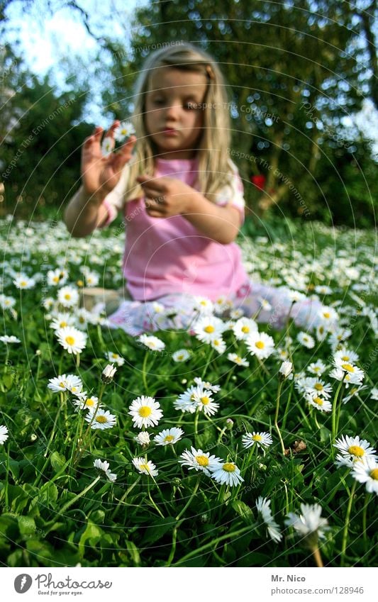 flower girl Daisy Meadow Flower Hippie Girl Long-haired Blonde pretty Spring Pink T-shirt Tree Rip Pluck Plucking Fingers Hand Child Joy oracle flower flowery