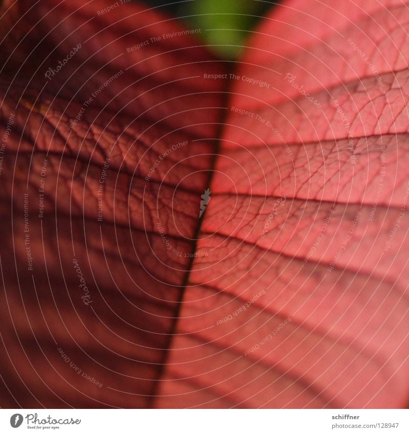 remnants Leaf Bract Plant Houseplant Rachis Vessel Slide Red no petal red leaf is long gone and I still have you but I can't throw you away either.