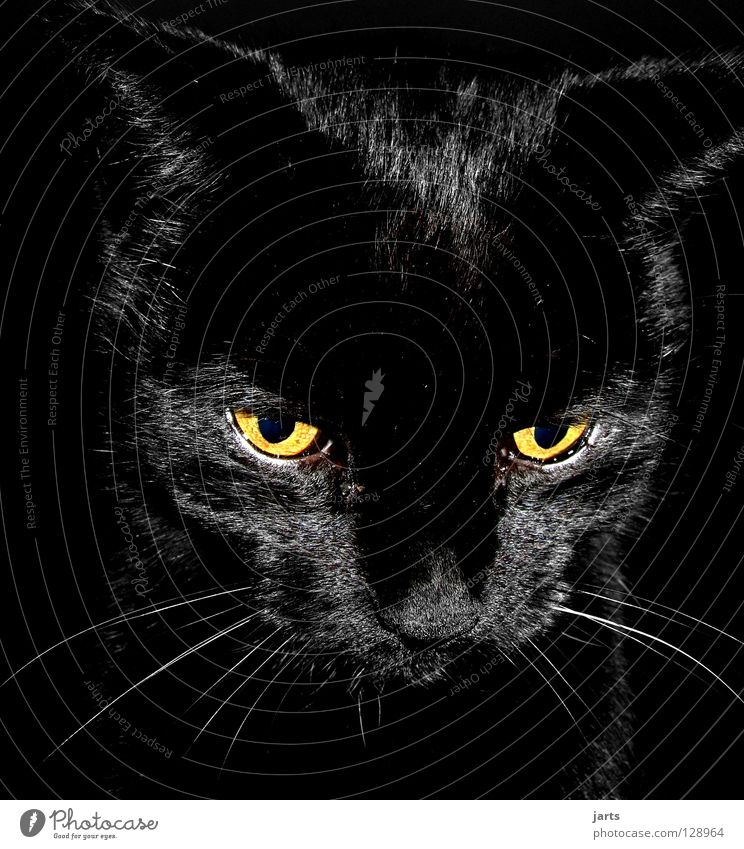black cat II Cat Black Pelt Concentrate Mammal Domestic cat snort Lamp Looking jarts Nose Eyes