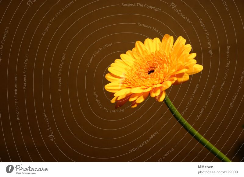 single Gerbera Yellow Brown Blossom Blossom leave Plant Pot plant Daisy Family Herbacious Rosette Silhouette Profile Summer Spring cut flower perennial