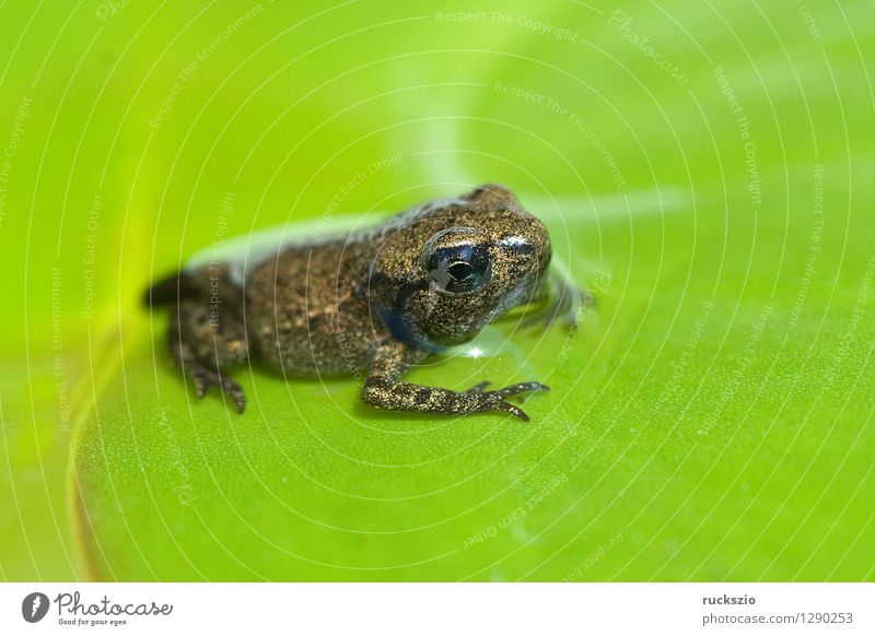 Virgo, boy, toad, bufo, bufo, earth toad, - a Royalty Free Stock Photo from  Photocase