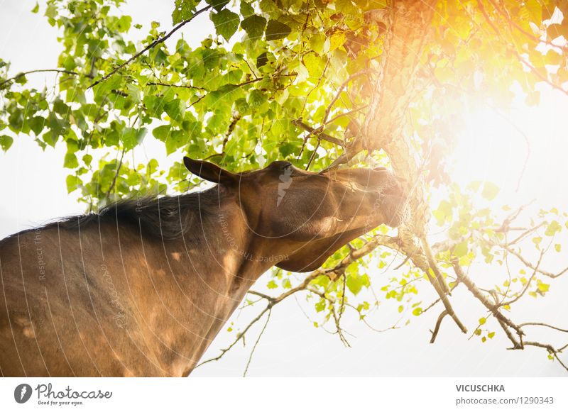 Horse sticks to treetop and sun Lifestyle Summer Nature Sunlight Autumn Tree Animal 1 Pure Treetop Colour photo Exterior shot Copy Space top Day Reflection