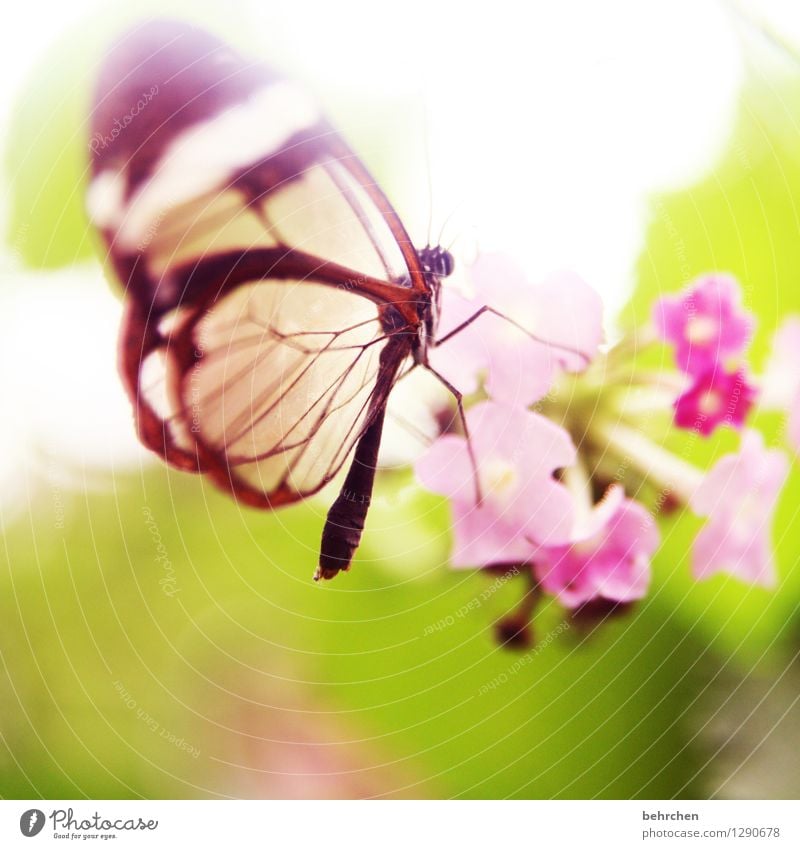 elflike Nature Plant Animal Spring Summer Beautiful weather Flower Leaf Blossom Garden Park Meadow Wild animal Butterfly Wing glass wing butterfly 1 Blossoming