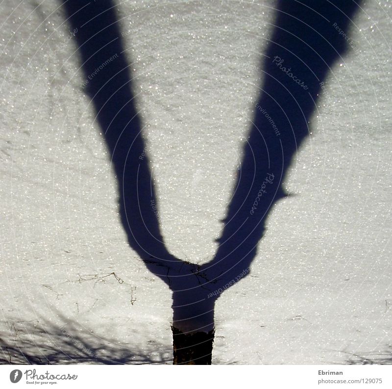 tuning fork Tree Music Birch tree Branchage Winter White Black Tree bark Cold Ice Shadow Fork Grown Concert Twig Snow Tracks Voice Nature Glittering Tree trunk