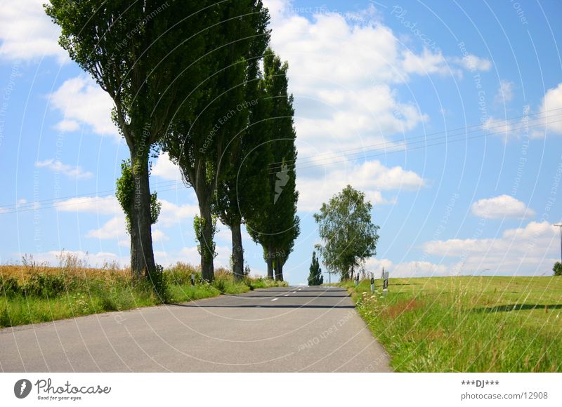 The road to nowhere! Tree Field Meadow Tar Clouds Summer Driving Europe Street Sky Sun Trip