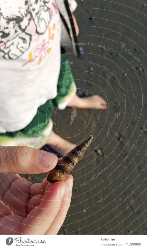 Look! Human being Child Infancy Fingers Feet Environment Nature Animal Elements Earth Sand Summer Beautiful weather Coast Beach Small Natural Snail shell