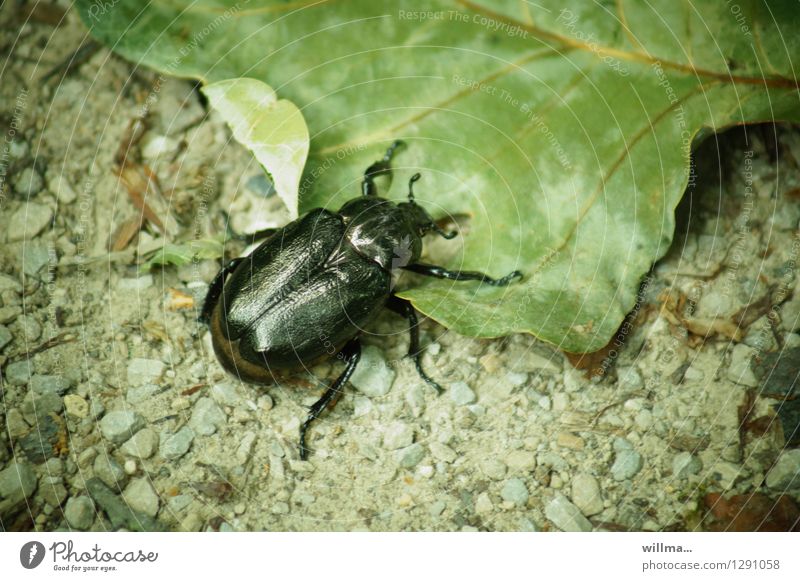 Beetle on leaf Leaf leaf horn beetle Rose beetle hermit Russia beetle Crawl Green Black Insect forest dwellers Habitat