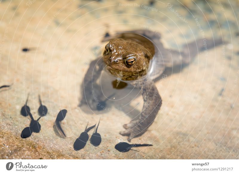 Amphibian Spring Park Animal Wild animal Painted frog Group of animals Animal family Observe Dive Brown Black Spring fever Safety Protection Safety (feeling of)