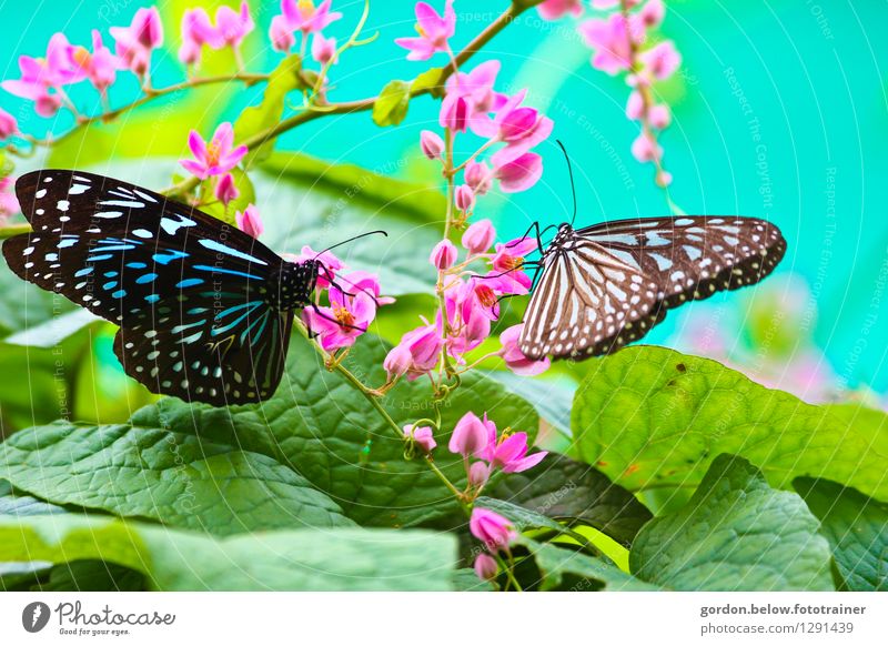 SPRING MESSENGERS Environment Nature Spring Animal Butterfly 2 Flying Sit Green Pink Turquoise Together Life Longing Freedom Joie de vivre (Vitality)