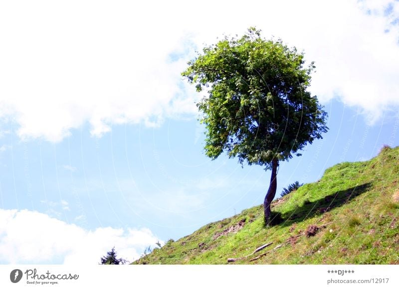 Lonely tree! Grass Meadow Tree Clouds Incline Vacation & Travel Summer Sky Weather Shadow Mountain Tree trunk