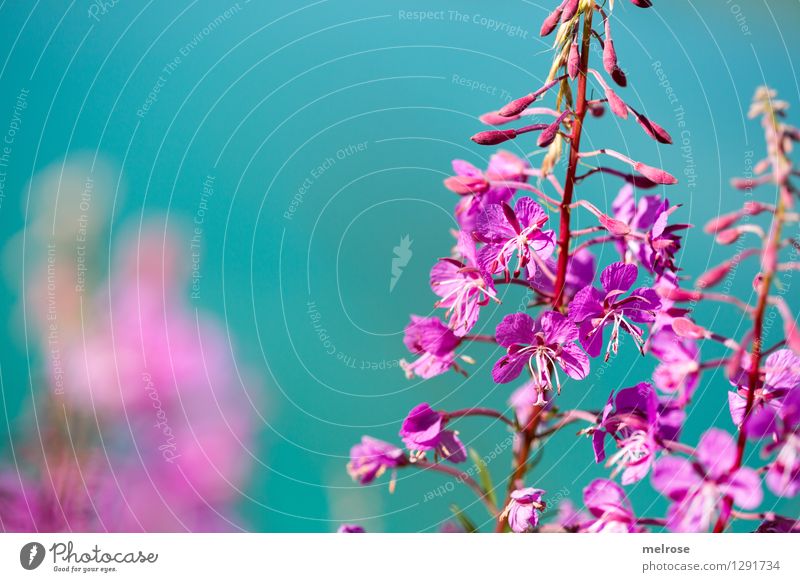 turquoise-pink Elegant Style Nature Water Summer Beautiful weather Flower Blossom Wild plant mountain flowers alpine flowers Flower stem Lakeside Lünersee Blaze