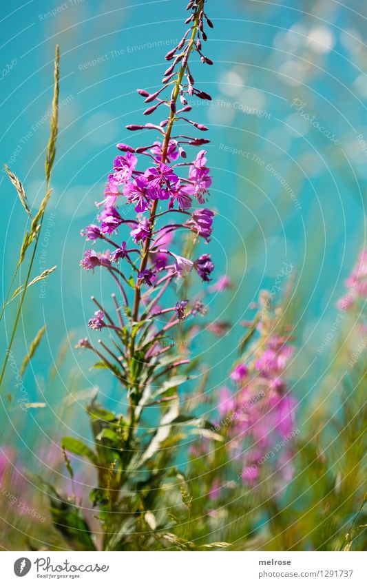 Mountain flowers - name ? Vacation & Travel Trip Mountain lake Nature Plant Water Summer Beautiful weather Flower Grass Bushes Blade of grass Alps Lake Lünersee