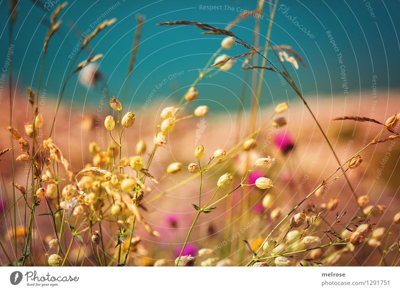 " cute " Elegant Style Nature Landscape Water Sunlight Summer Beautiful weather Flower Grass Blossom Wild plant Alps Lake Lünersee Brandnertal