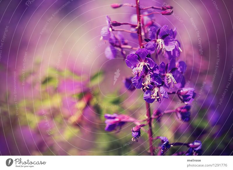 purple cloud Elegant Style Nature Plant Summer Beautiful weather Flower Blossom Wild plant petals Flower stem Park Play of colours Blossoming Relaxation Stand