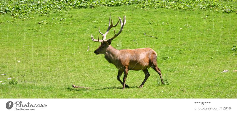 A Jägermeister, please! Deer Roe deer Grass Animal Antlers Pelt Hunter Horse's gait Lawn wilderness