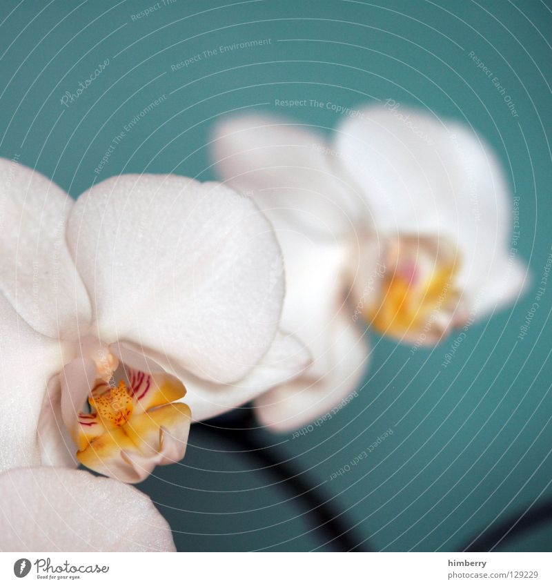 hessian oster orchids III Flower Blossom White Blossom leave Botany Summer Spring Fresh Growth Plant Red Background picture Orchid Transience Beautiful