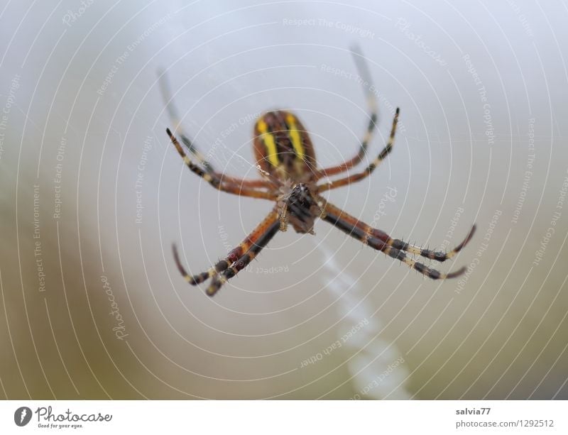 spider Environment Nature Animal Wild animal Spider Black-and-yellow argiope 1 Catch Hang Crawl Dark Thin Disgust Small Astute Brown Gray Attentive Watchfulness