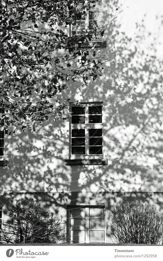 The object is being shadowed. House (Residential Structure) Tree Bushes Heidelberg Wall (barrier) Wall (building) Window Door Esthetic Gray Black White Emotions
