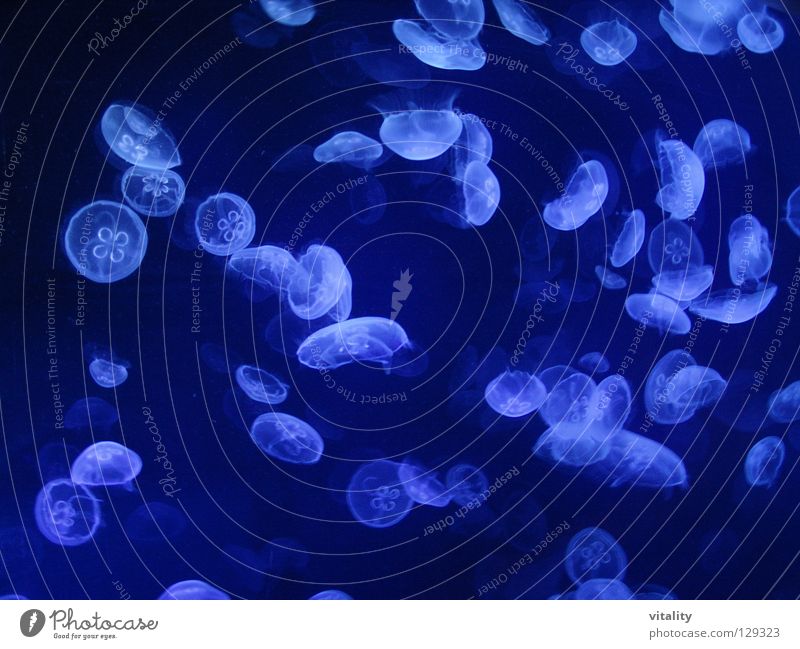The Dance of Medusa Jellyfish Goa Luminosity Hover Ease Medusa head Ocean Underwater photo Harmonious Black White Black light Parachute Poison Soft Burn