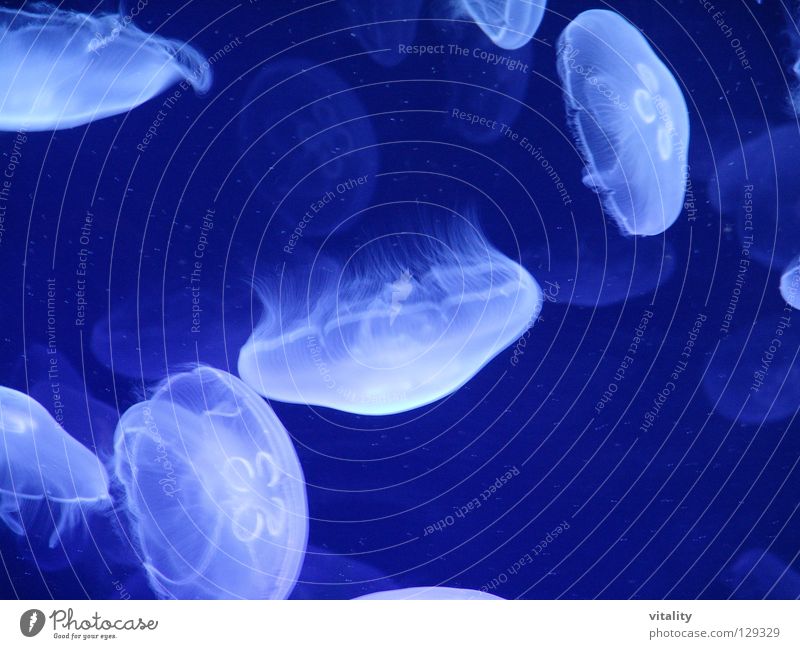 shining umbrellas Jellyfish Goa Luminosity Hover Ease Medusa head Ocean Underwater photo Harmonious Black White Black light Parachute Poison Soft Burn Tentacle