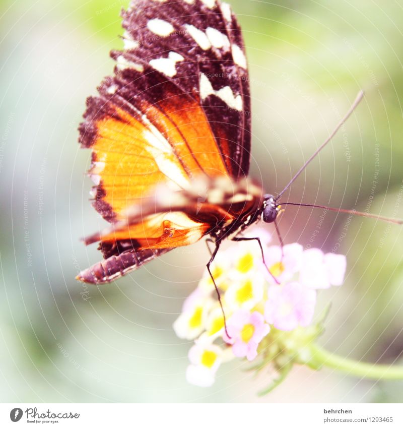 fluttering imprisonment Nature Plant Animal Flower Blossom Garden Park Meadow Wild animal Butterfly Wing 1 Observe Blossoming Fragrance Flying To feed