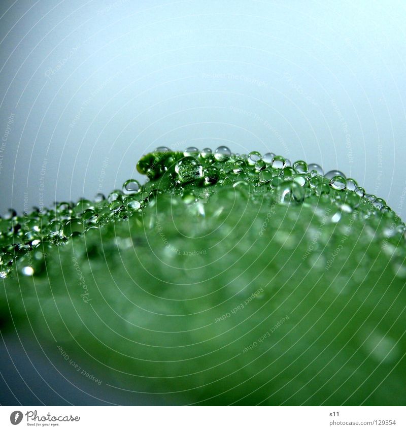 WaterPerls Drops of water Wet Hydrophobic Green Plant Glittering Fluid Beautiful Transience Macro (Extreme close-up) Close-up Power Force Sphere Rain Inject